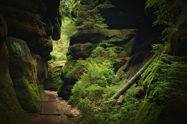 weg durch eine felsenschlucht in der sächsischen schweiz