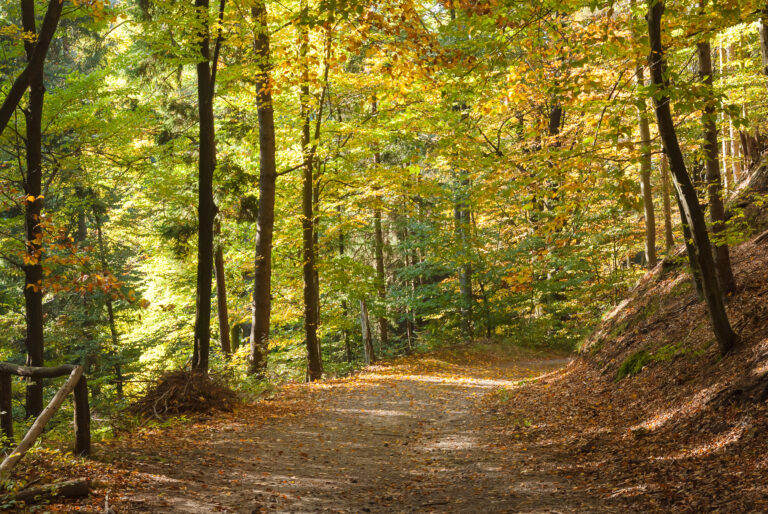 autumn colors in saxony